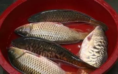 兒子買兩條魚去看母親,妻子不讓給錢,兒走後,母親去洗魚哭了