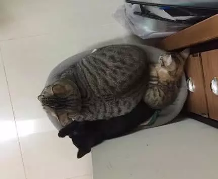 母貓懷孕期間,把公貓寄養在朋友家,當再次見面時,畫面讓人感動