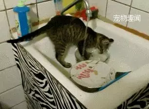 分段喂食貓咪,教你如何養出健康貓咪
