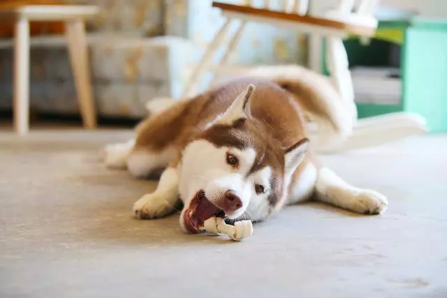 狗狗老到牙都掉了,這時才發現就晚了,現在開始有效預防