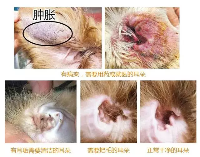 狗狗碰水後要洗耳,怎麼洗才對?看這一篇就夠了