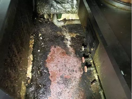 【蟑螂試菜】西門町港式飲茶老店 「髒到讓人反胃」