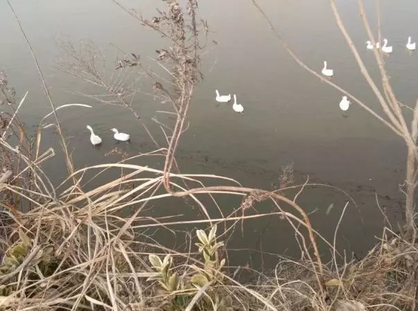 湖水消失湖底出現寶藏,村民們紛紛搶寶藏,忽然出現很多大蛇。湖底的慘叫聲不絕於耳。
