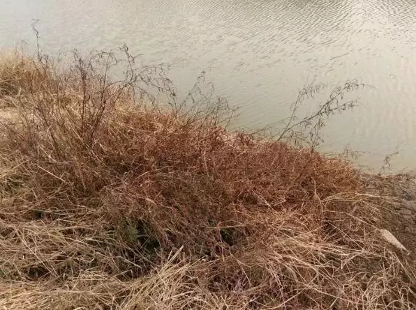 湖水消失湖底出現寶藏,村民們紛紛搶寶藏,忽然出現很多大蛇。湖底的慘叫聲不絕於耳。