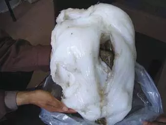 男子打工撿到「詭異肉團」,拿去鑑定後...專家驚:「長生不老藥,價值千萬」!