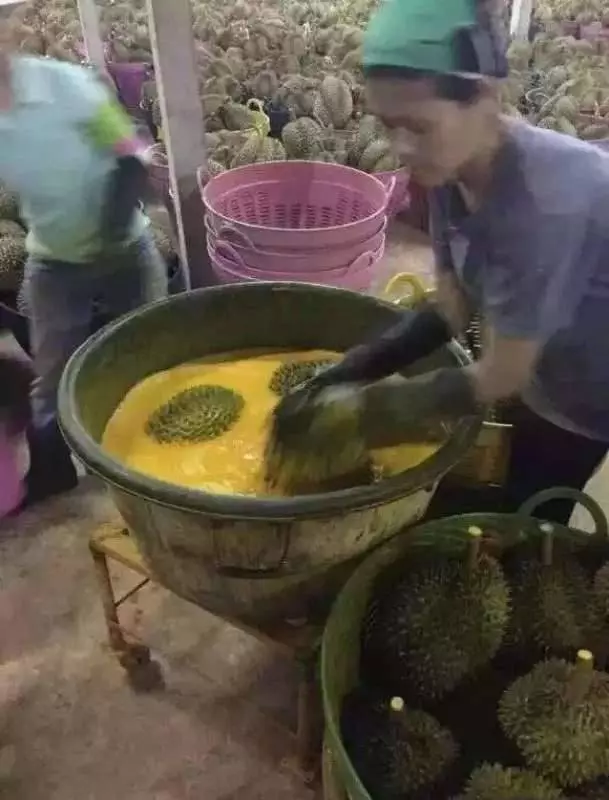 黑心毒榴槤流入市場,遇到這種外形的榴槤千萬不要買~已經有人中毒了!!!