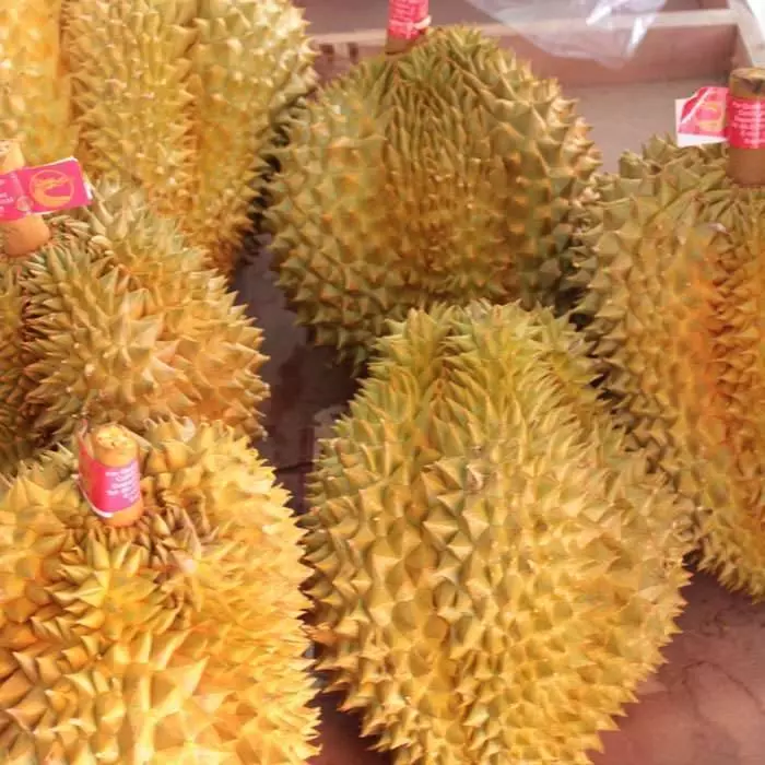 黑心毒榴槤流入市場,遇到這種外形的榴槤千萬不要買~已經有人中毒了!!!