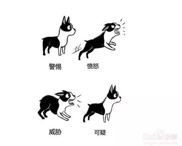 原來狗狗的這些動作,是這些意思