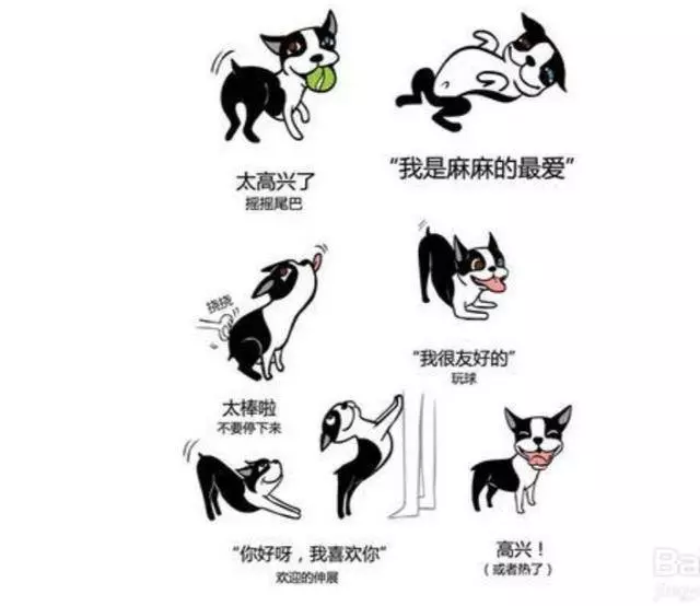 原來狗狗的這些動作,是這些意思