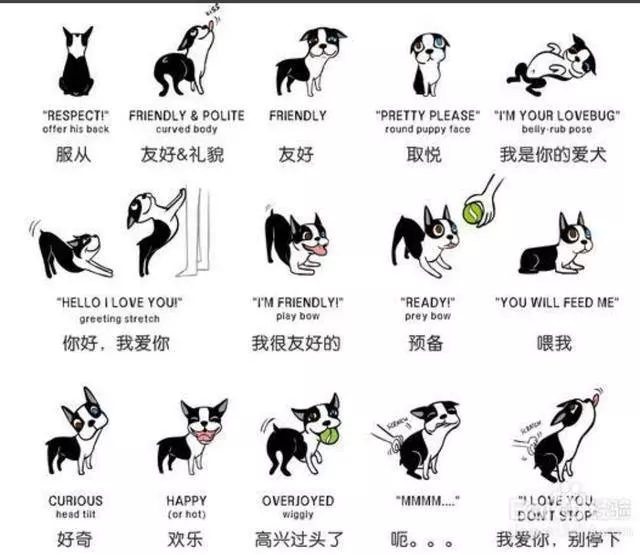 原來狗狗的這些動作,是這些意思