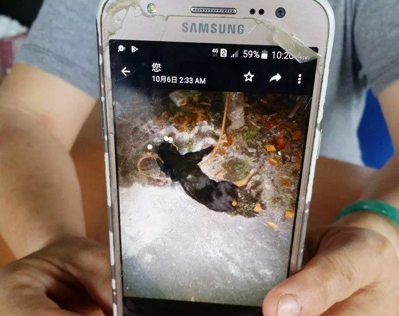 遭棄置戶外日曬雨淋.母狗嚴重脫水致死