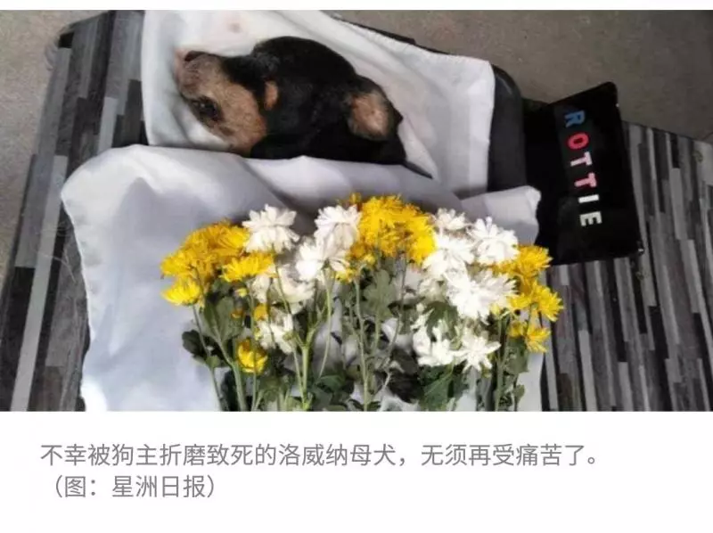 遭棄置戶外日曬雨淋.母狗嚴重脫水致死