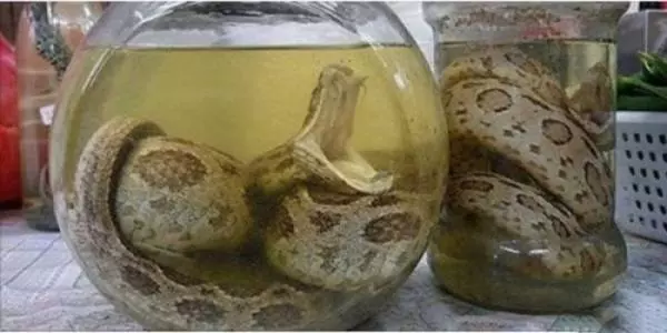 毒蛇3個月前被活生生泡在酒中!打開玻璃瓶毒蛇竟從裡頭衝出來咬了她一口