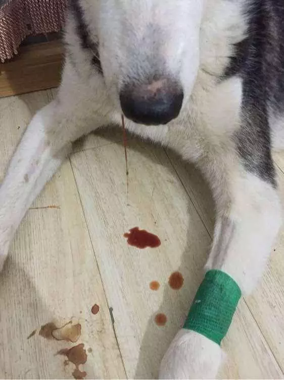 家狗狗吃狗糧吐血身亡!這種儲存不當狗糧你還敢喂嗎?