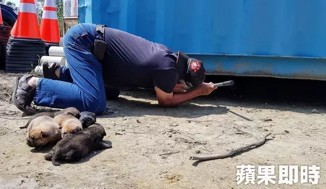 母愛真偉大!狗媽媽肉身護六幼犬 狂吠擋吊車