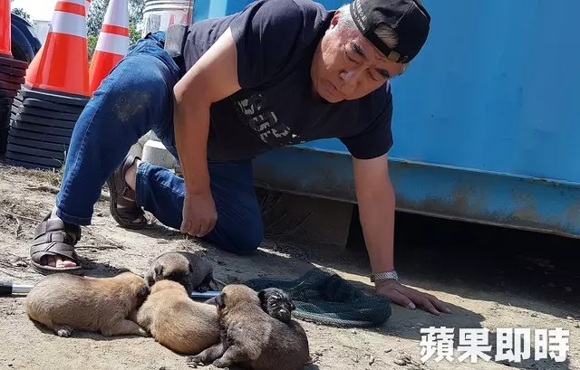 母愛真偉大!狗媽媽肉身護六幼犬 狂吠擋吊車