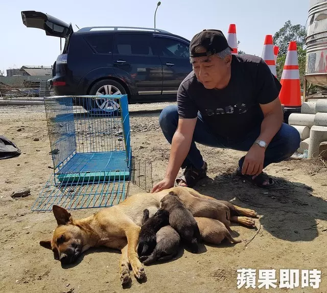 母愛真偉大!狗媽媽肉身護六幼犬 狂吠擋吊車
