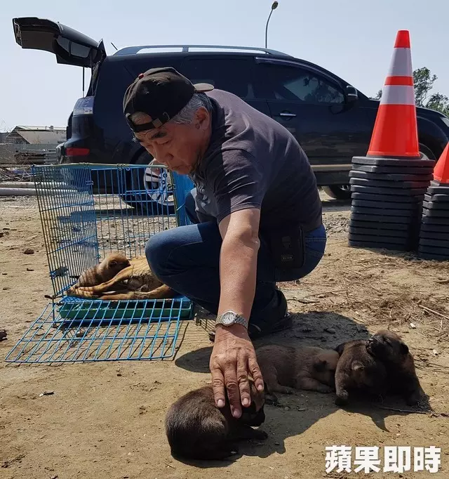 母愛真偉大!狗媽媽肉身護六幼犬 狂吠擋吊車