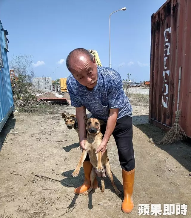 母愛真偉大!狗媽媽肉身護六幼犬 狂吠擋吊車