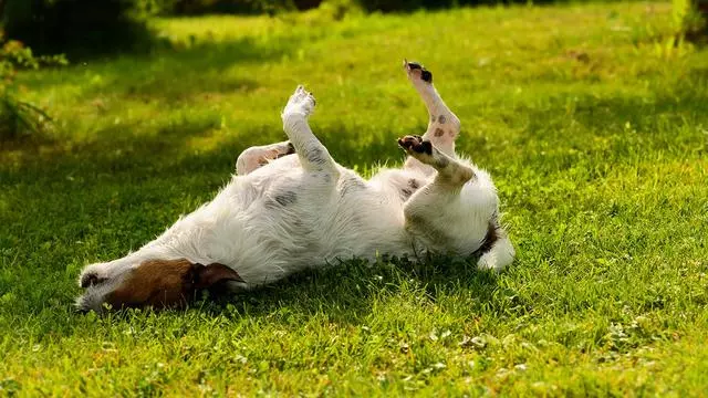 誰說短毛狗狗不會皮膚病?狗狗瘙癢起來,恐怕你要瘋掉