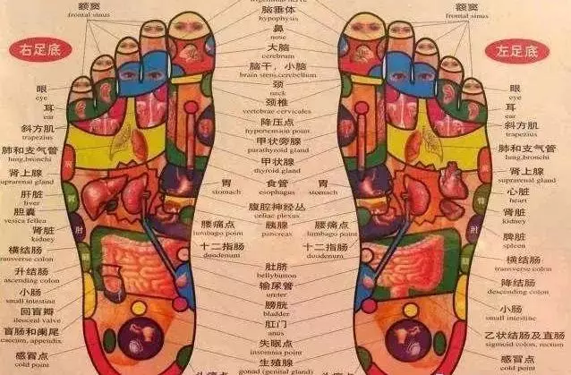 按摩腳底能護眼消脹氣!這些「腳底反射區」你用得上