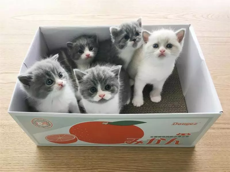 八大靈性動物,不可殺,不可食!要是進家中,預示是「吉兆」!