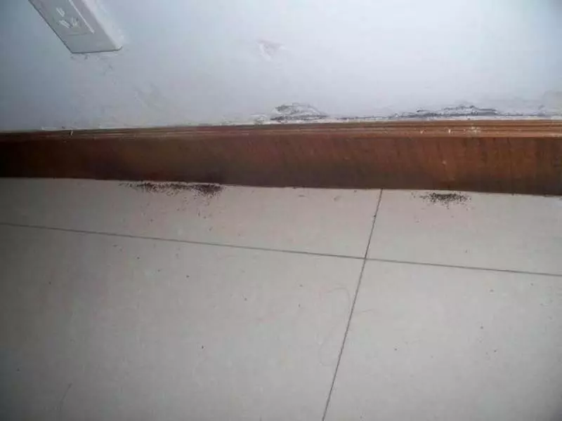 家裡發現螞蟻怎麼辦?不用擔心,教你「一招」,不用殺蟲劑消滅螞蟻!!
