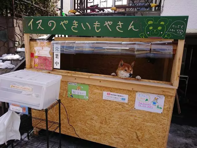"我是狗狗不會找錢",柴犬幫主人賣地瓜,賣出去還要通報主人