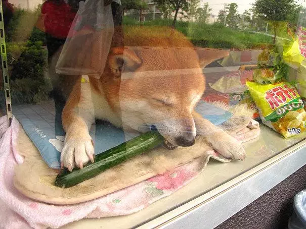 "我是狗狗不會找錢",柴犬幫主人賣地瓜,賣出去還要通報主人