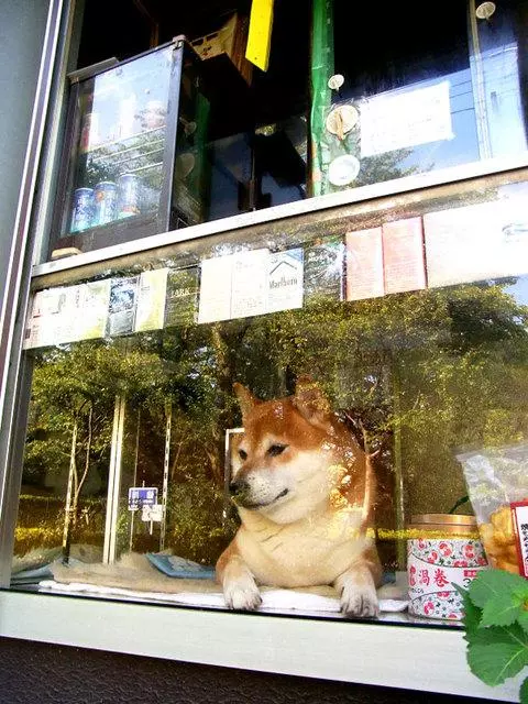 "我是狗狗不會找錢",柴犬幫主人賣地瓜,賣出去還要通報主人