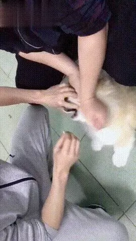 快速喂狗吃藥不費勁,強行掰開它的嘴,或者做戲精主人騙它
