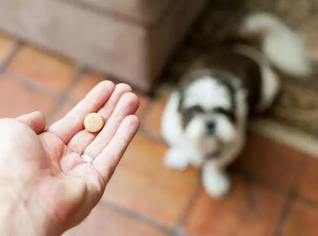 快速喂狗吃藥不費勁,強行掰開它的嘴,或者做戲精主人騙它