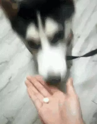 快速喂狗吃藥不費勁,強行掰開它的嘴,或者做戲精主人騙它