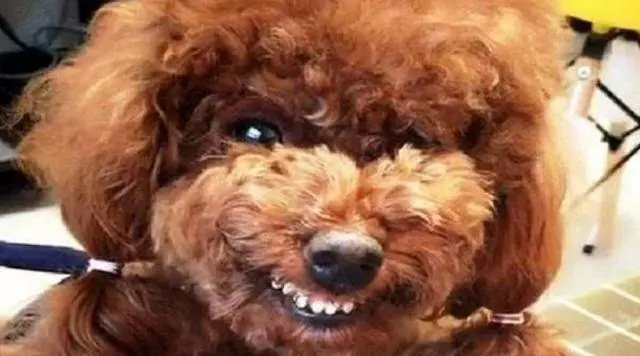 並不是所有「貴賓犬」都認主,有這些行為的貴賓,並不認你為主人
