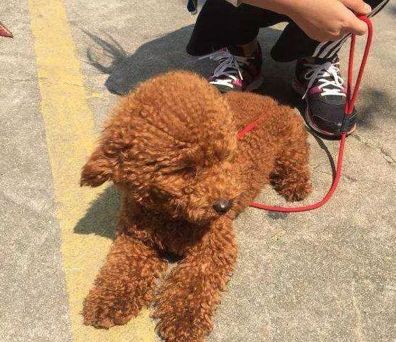 並不是所有「貴賓犬」都認主,有這些行為的貴賓,並不認你為主人