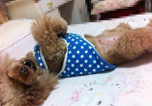 並不是所有「貴賓犬」都認主,有這些行為的貴賓,並不認你為主人