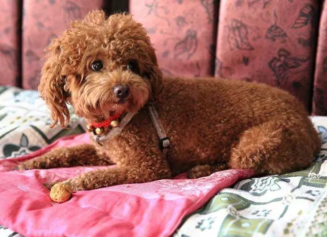 並不是所有「貴賓犬」都認主,有這些行為的貴賓,並不認你為主人