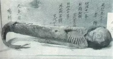 科學家找到了「美人魚」存在的證據!原來真相是...