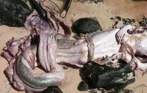 科學家找到了「美人魚」存在的證據!原來真相是...