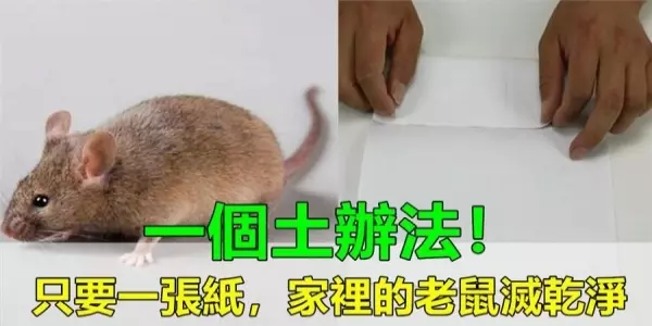 滅老鼠不用老鼠藥!一個土辦法,只要一張紙,家裡的老鼠滅乾淨,方法簡單更有效!
