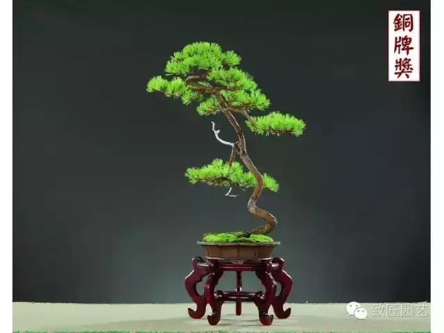玩盆景學會這些修剪技法,會事半功倍