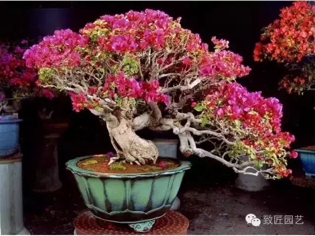 玩盆景學會這些修剪技法,會事半功倍