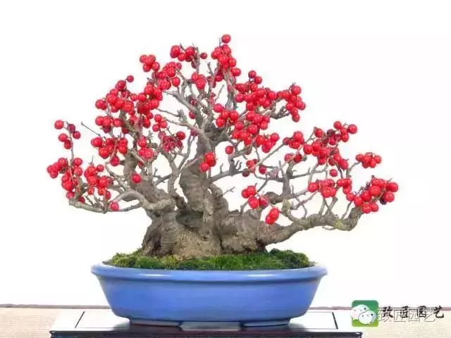 玩盆景學會這些修剪技法,會事半功倍