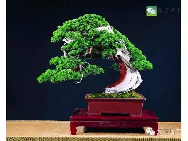 玩盆景學會這些修剪技法,會事半功倍