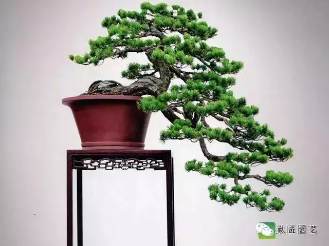 玩盆景學會這些修剪技法,會事半功倍