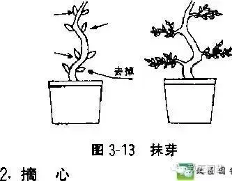 玩盆景學會這些修剪技法,會事半功倍