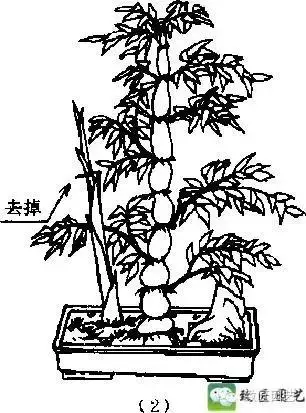 玩盆景學會這些修剪技法,會事半功倍