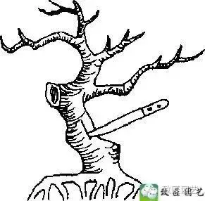 玩盆景學會這些修剪技法,會事半功倍