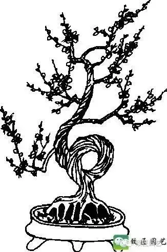 玩盆景學會這些修剪技法,會事半功倍