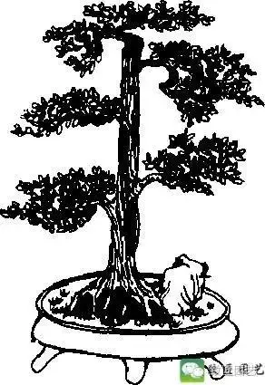 玩盆景學會這些修剪技法,會事半功倍